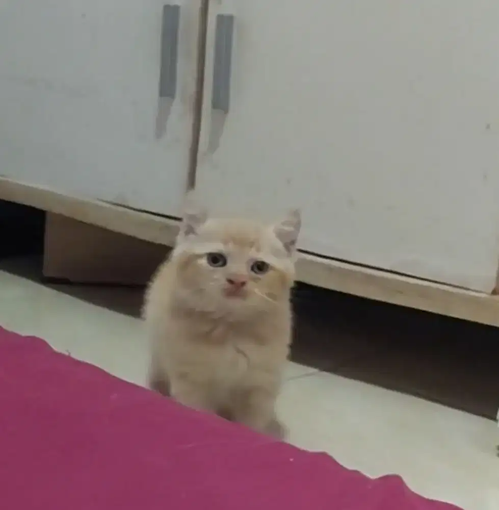 British Short Hair Bicolor Red Male Line Ped