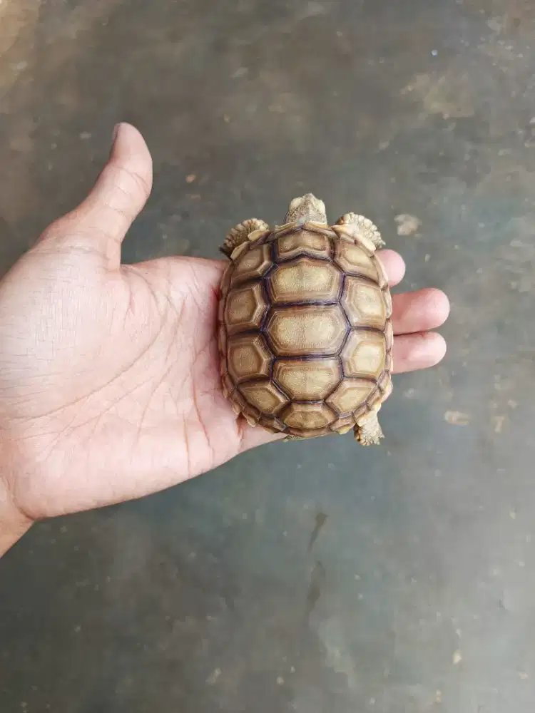 KURA KURA DARAT SULCATA SIZE 9CM