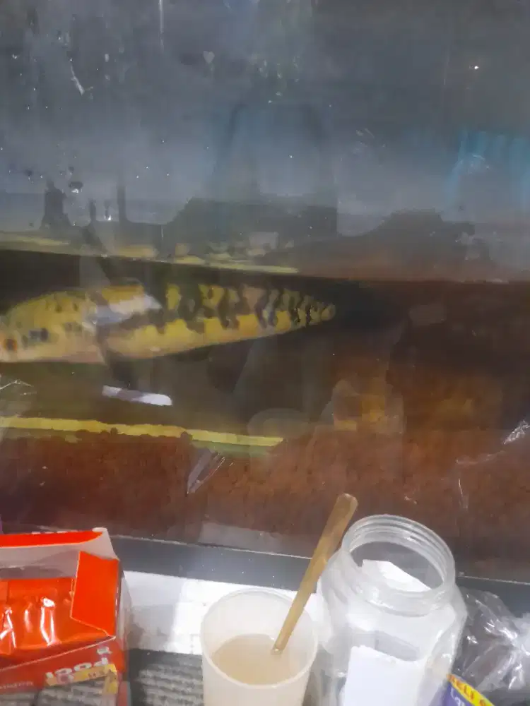 Ikan chana YS  sudah menguning tinggal lanjutin + aquariumnya
