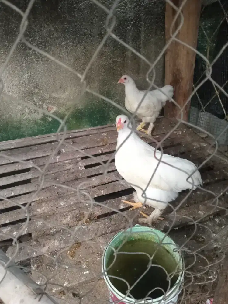 Ayam Brahma Sepasang Usia 3 Bulan