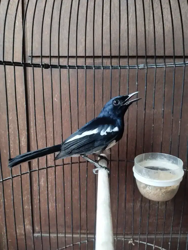 Kacer deker tipis bulu baru