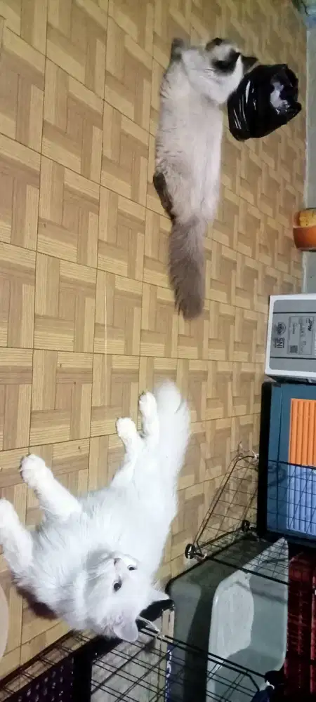 Kucing anak kucing Himalaya ragdoll