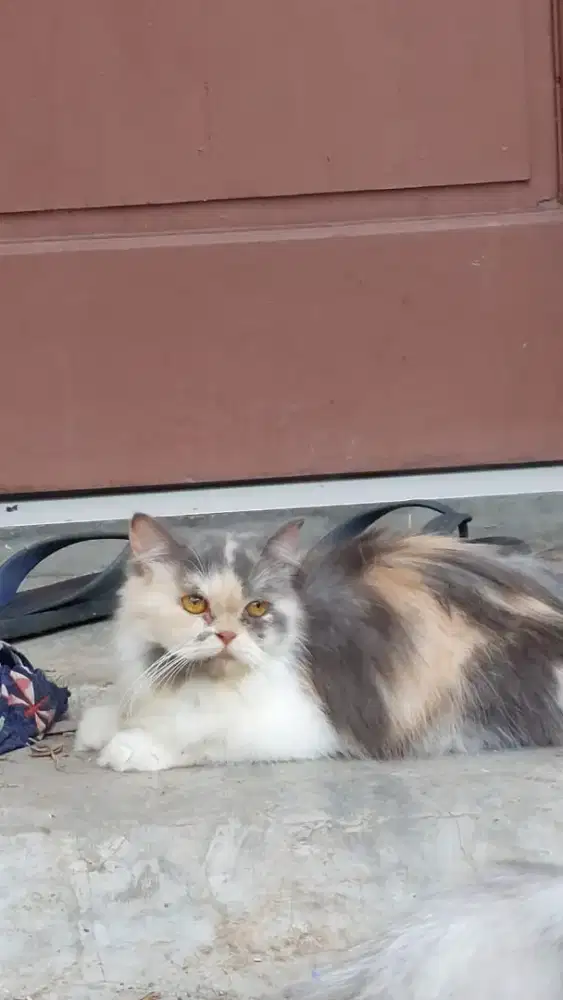 Kucing persia betina
