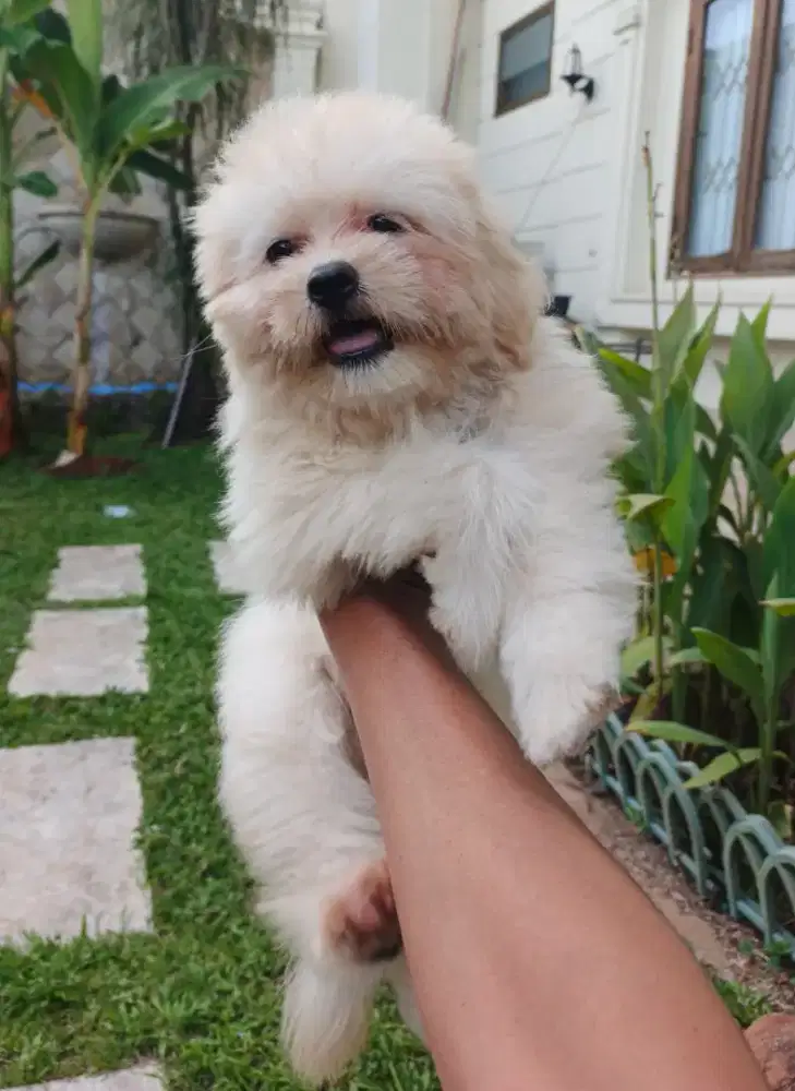 ANAK ANJING SHIHTZU POODLE