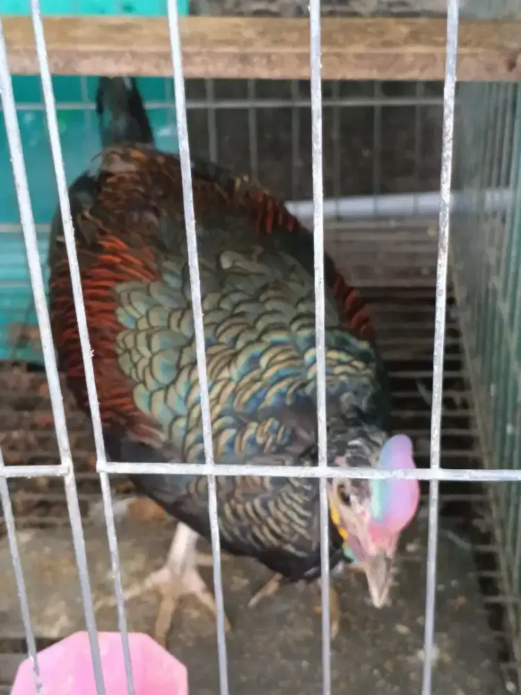 Ayam Hutan Hijau Jantan