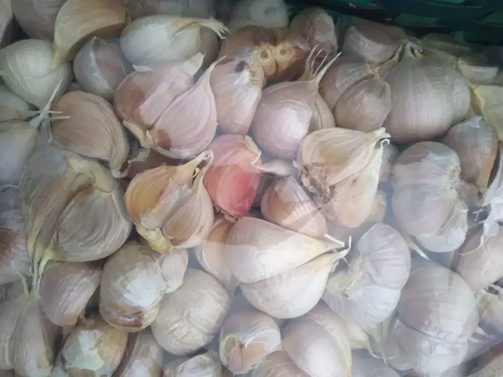 Bawang putih dan bawang merah
