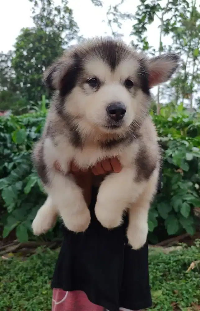 alaskan malamut stb vaksin