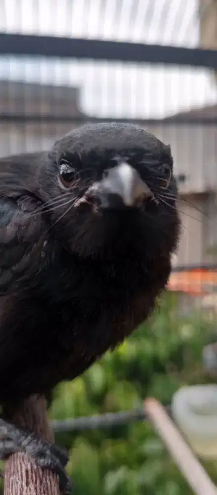 Srigunting hitam anakan masih bantu Loloh, jinak mai belajar bunyi