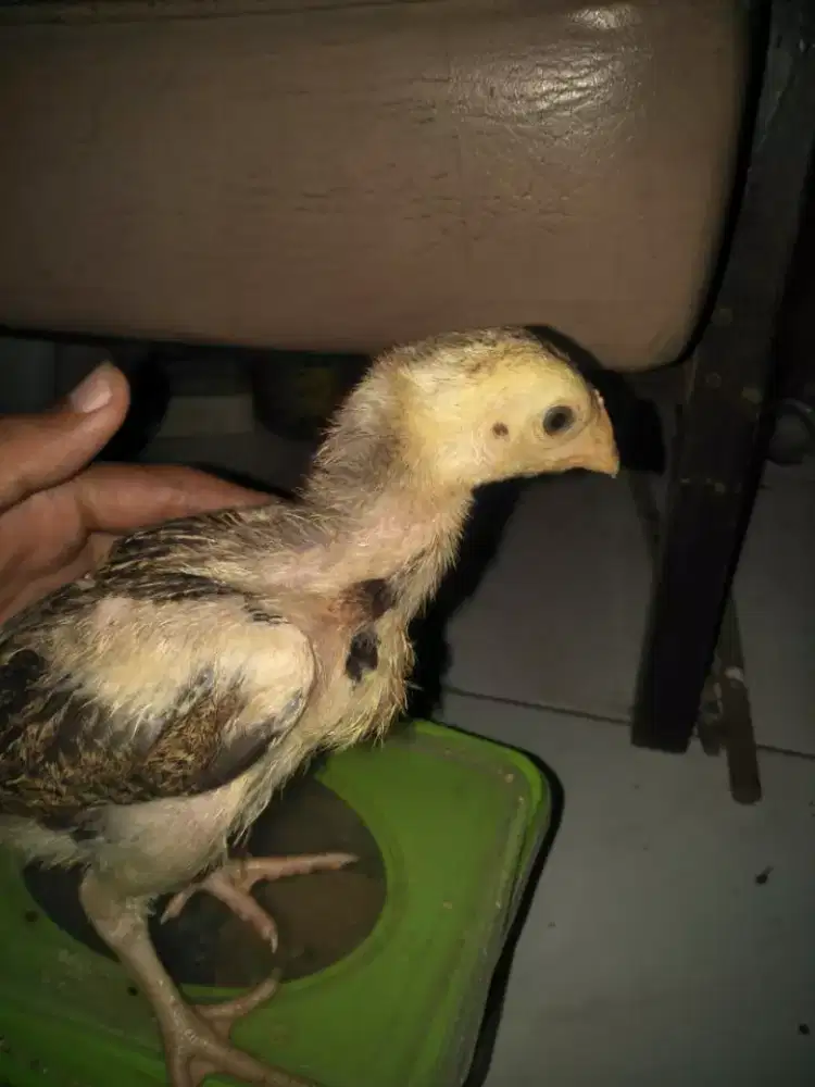 ayam bangkok anak an Pama X Plucker