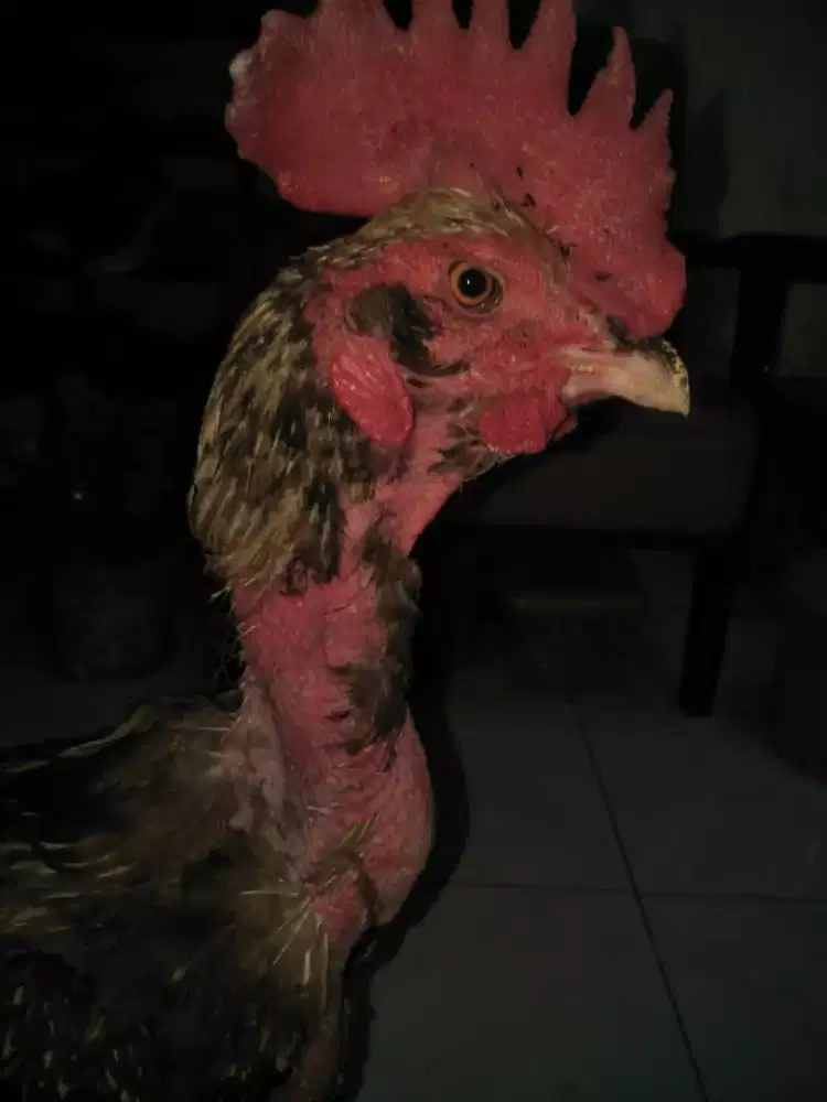 ayam bangkok anak an Pama X Plucker