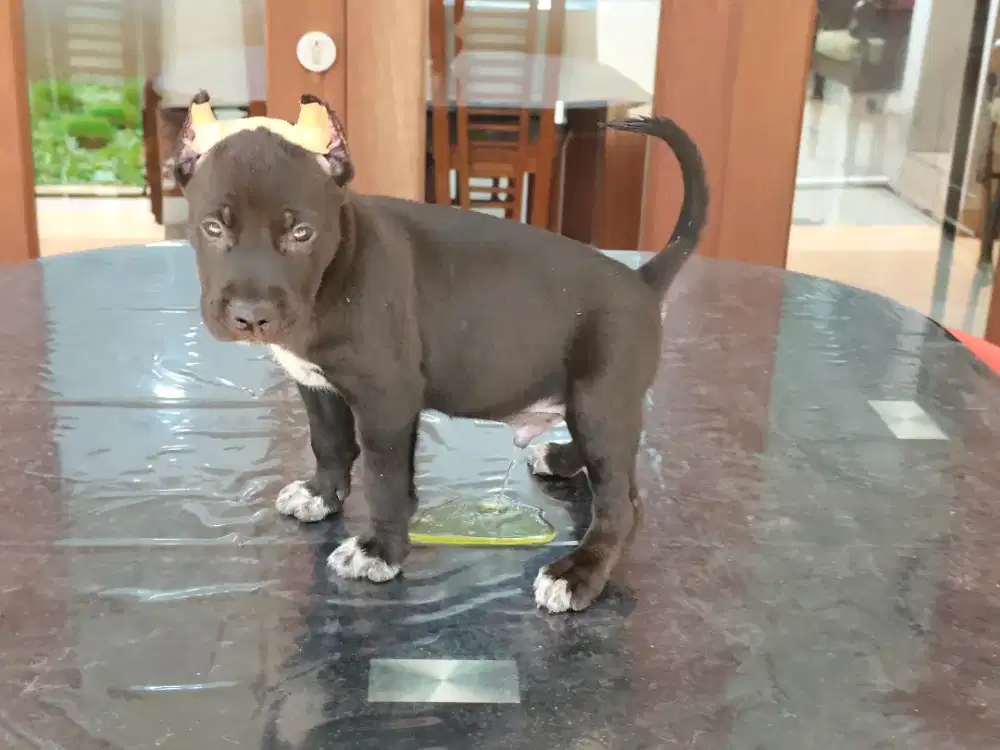 Pit Bull Jantan Black Non Stamboom sudah kupir