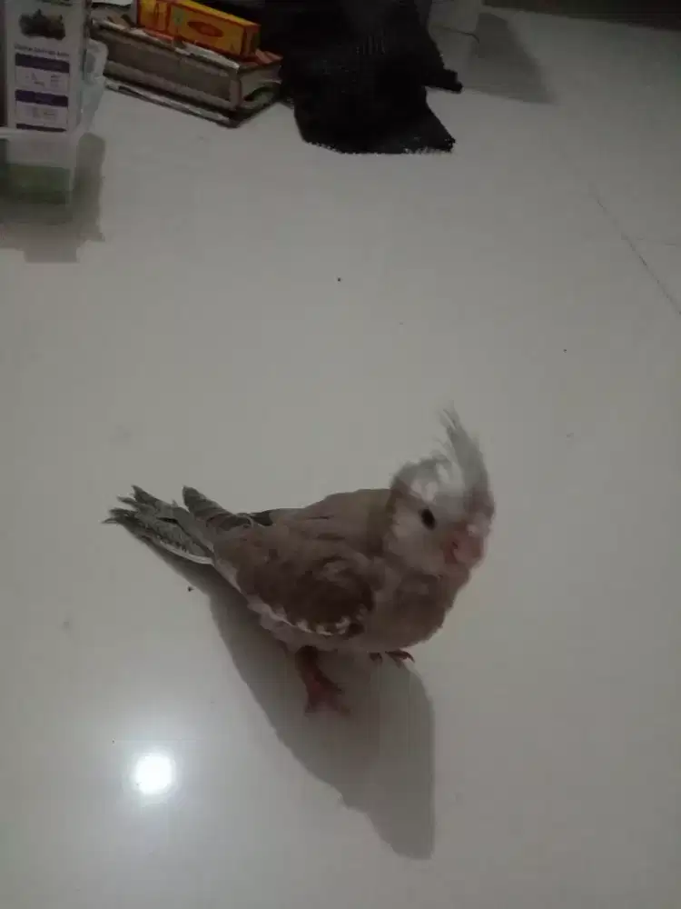 Parkit Australia (falk)