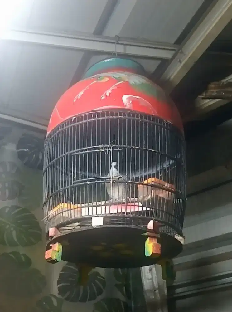 Perkutut Bangkok +kandang