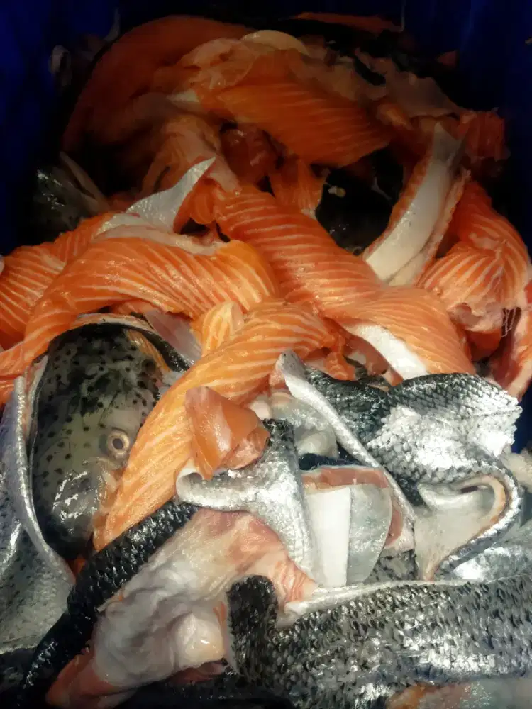 Trimingan ikan salmon di jamin timbangan 2kg lebih