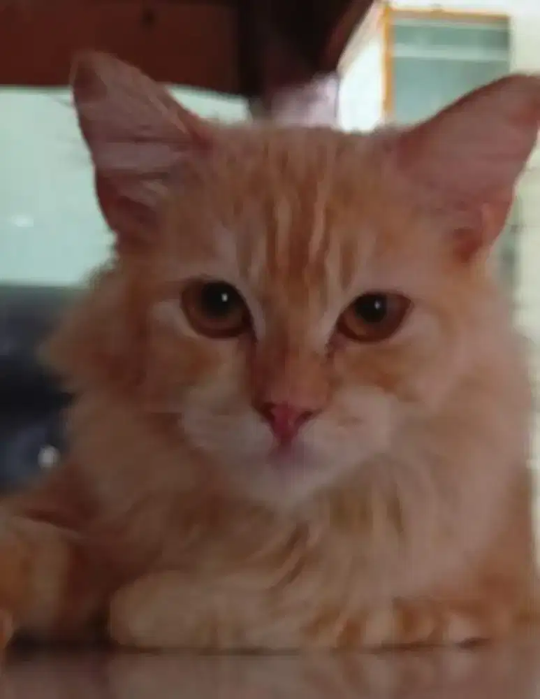 Dijual KUCING PERSIA bermacam warna dan corak