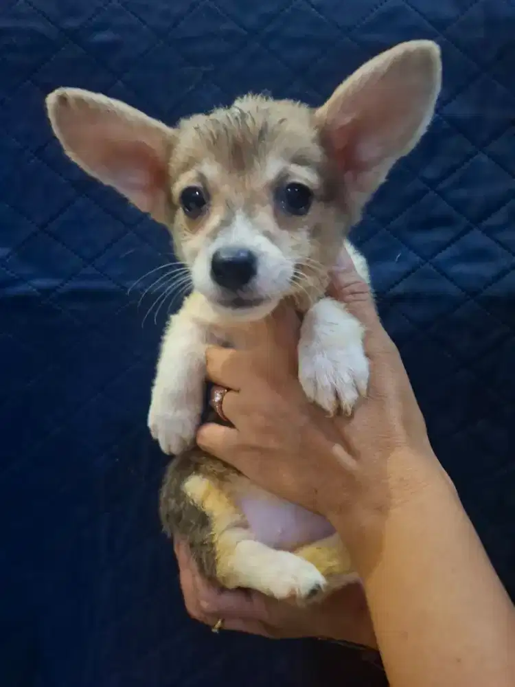 Anakan corgi betina