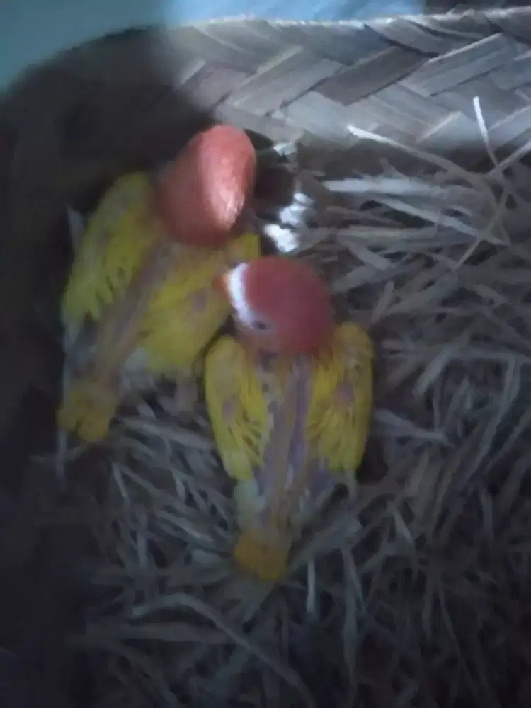 Lovebird lolohan biola lotino mata merah, merah cabe