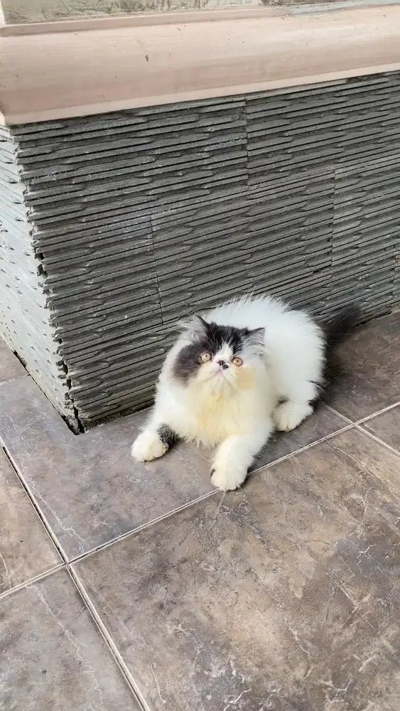 Kucing kitten persia peaknose murah berkualitas