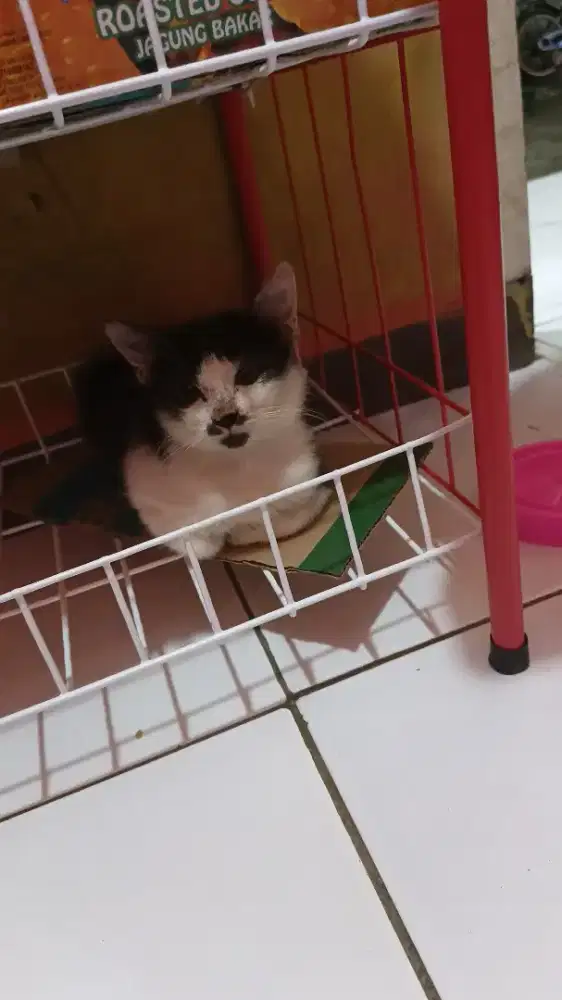 Open adopsi kucing