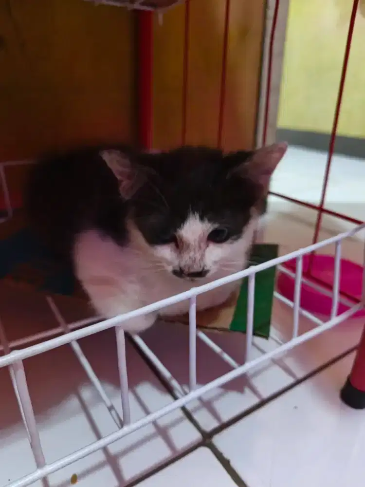 Open adopsi kucing jantan