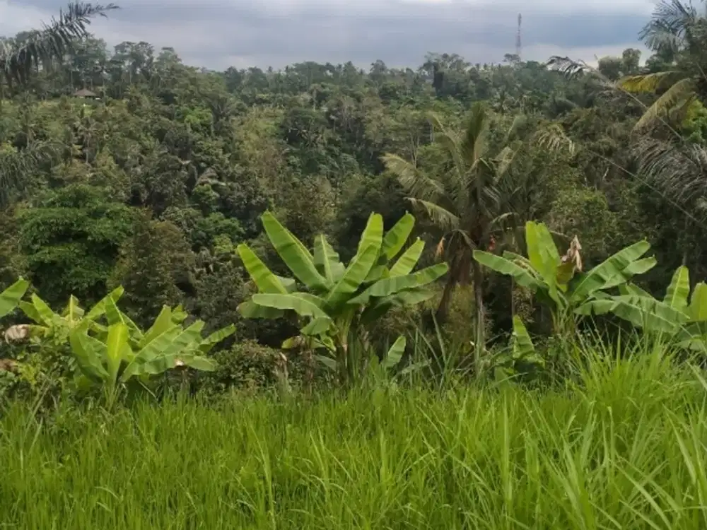 Tanah strategis view sungai dan sawah tegallalang gianyar bali