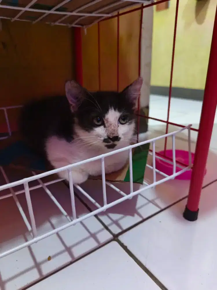 Adopsi kucing domestik