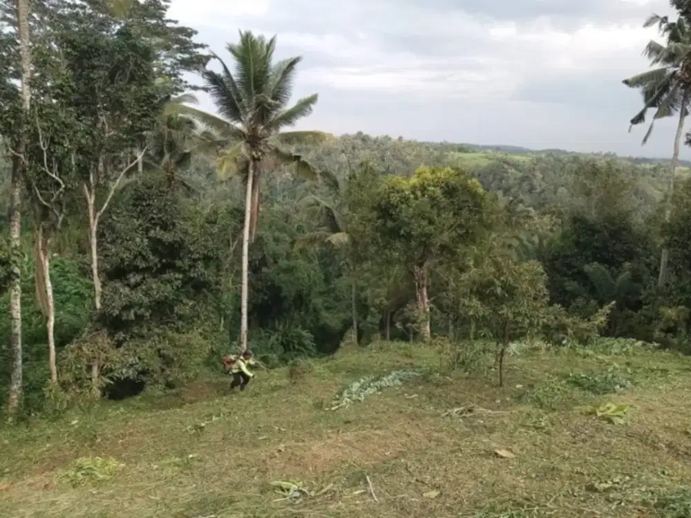 Tanah Kebun sejuk Belimbing pupuan Tabanan Bali