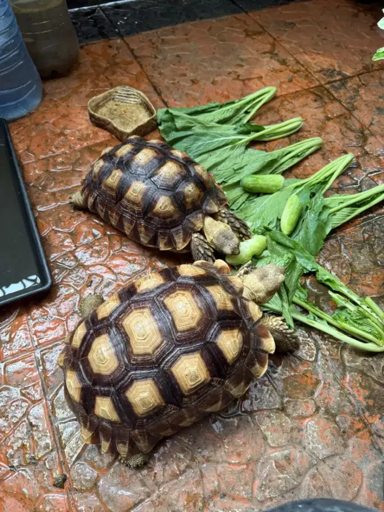 Jual Kura kura Sulcata