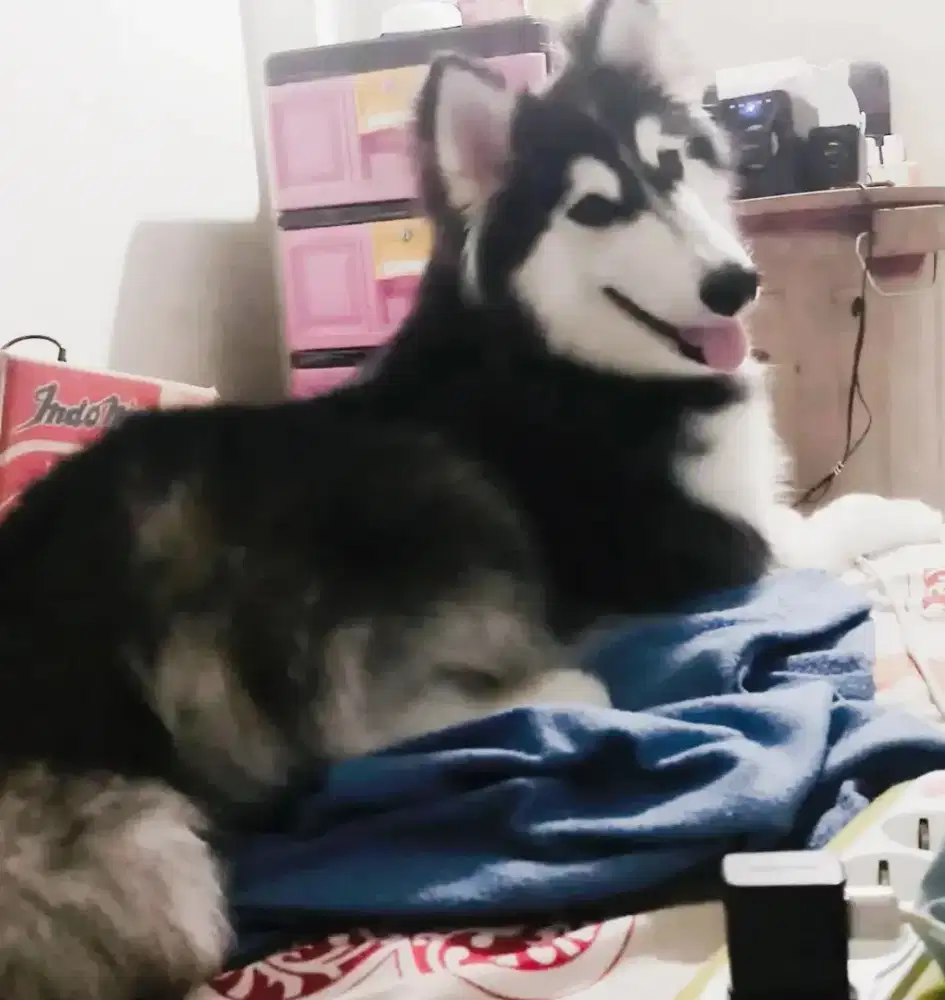 Open Stude Pejantan Siberian Husky Giant LongHair