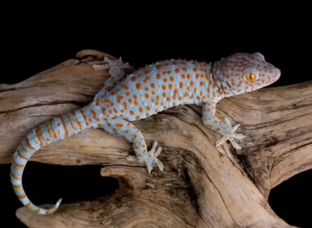 Jual toke lok sawangan depok