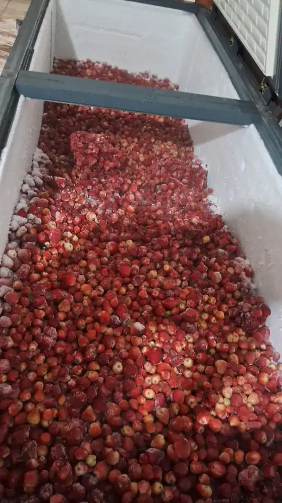Frozen strawberry ciwidey