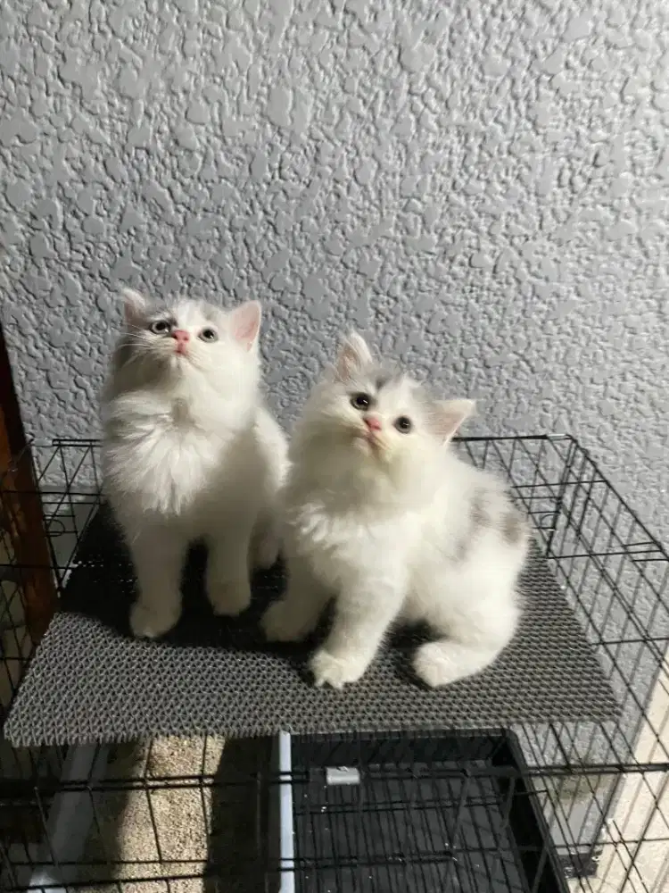 Kucing Persia Medium