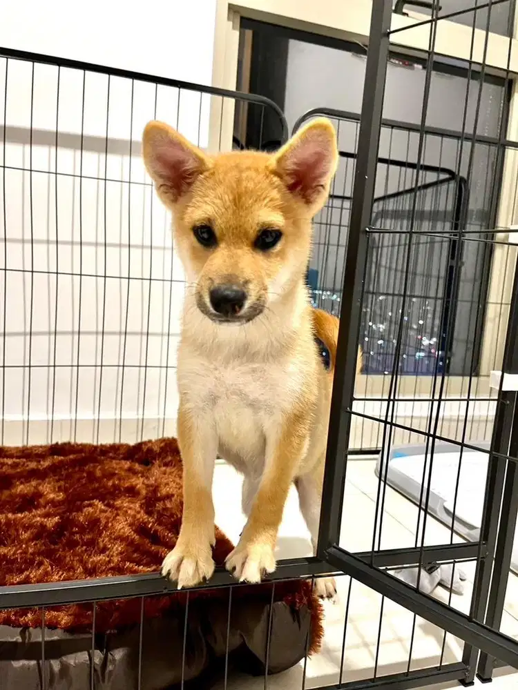 Anjing Shiba Inu jantan