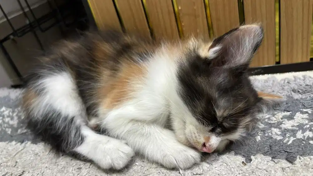 Kucing ras dan mix dom. Gratis