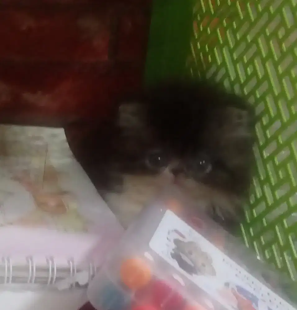 Kitten jantan gemoy dan gembul