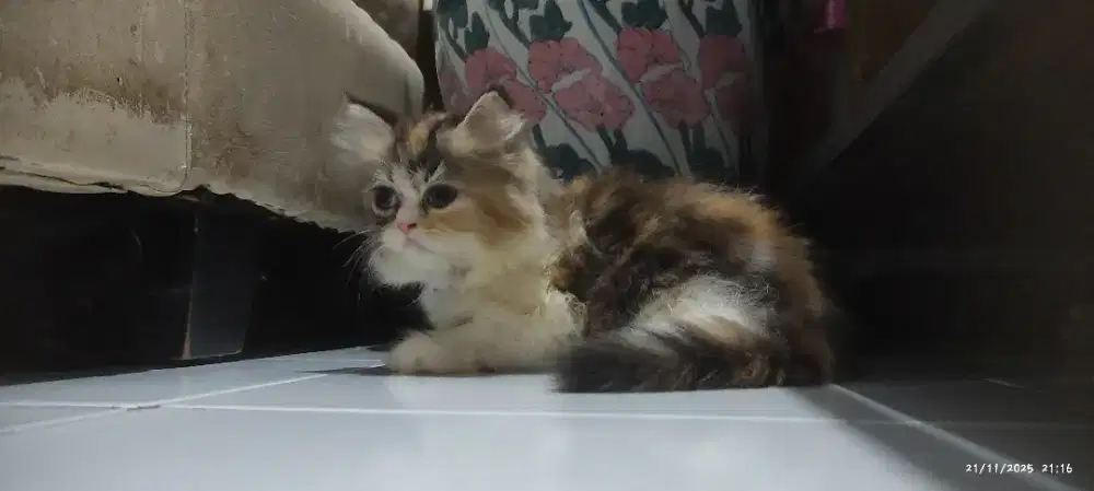 Kitten Persia 3 bulanan