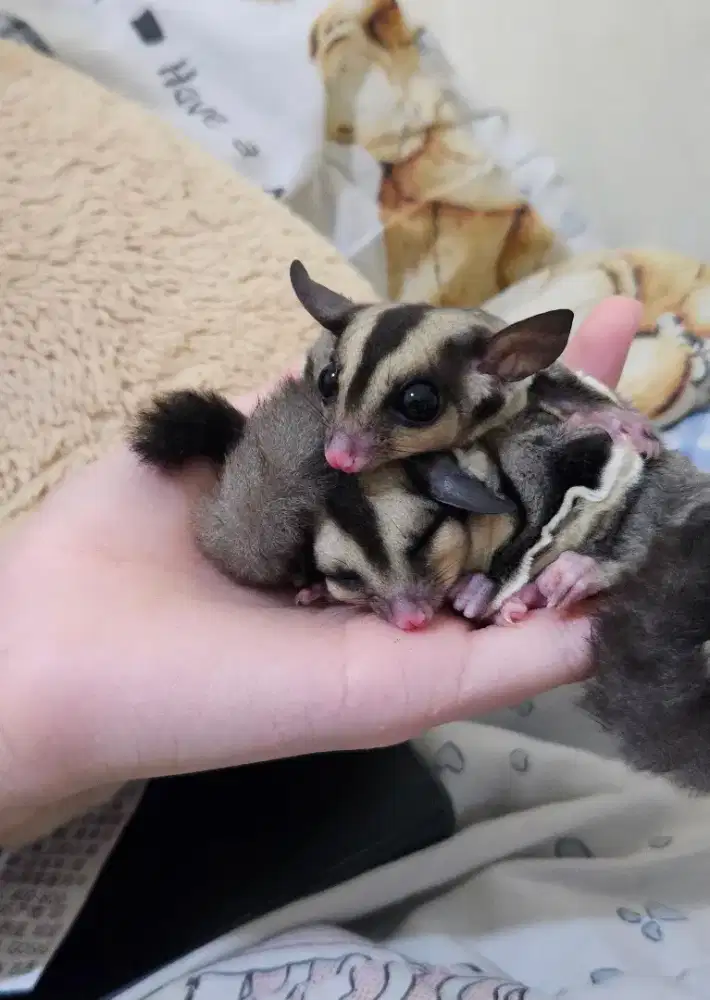Sugar Glider Joey Grey