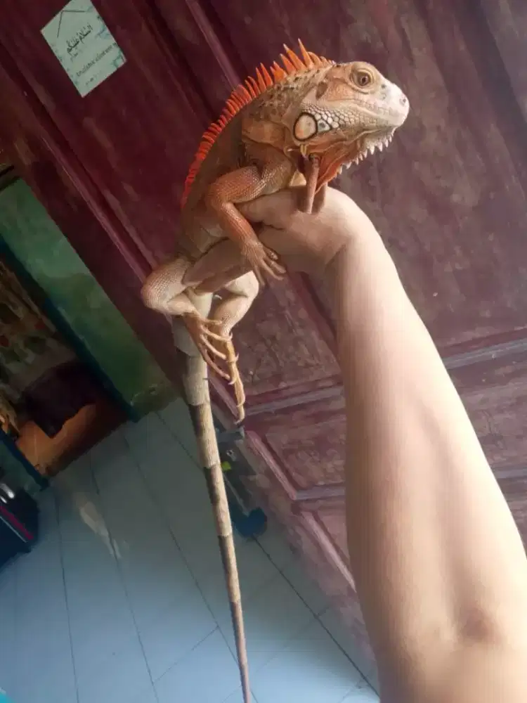 Iguana Columbia super red exotic