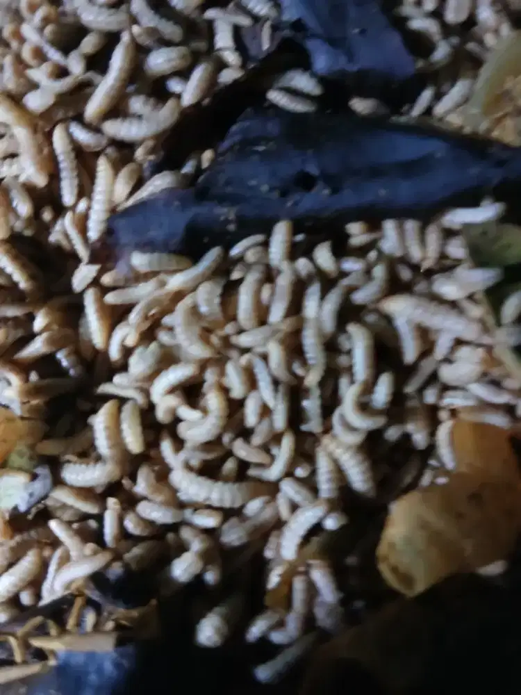 Magot Hidup untuk pakan hewan ternak