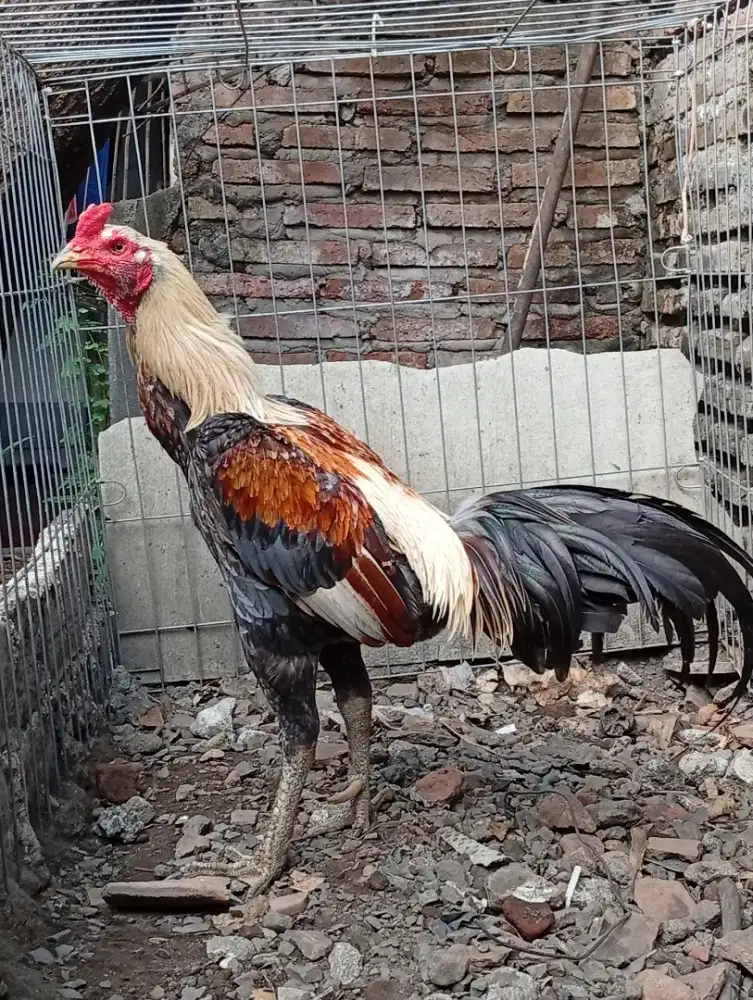 Pacek pamangon video win ready