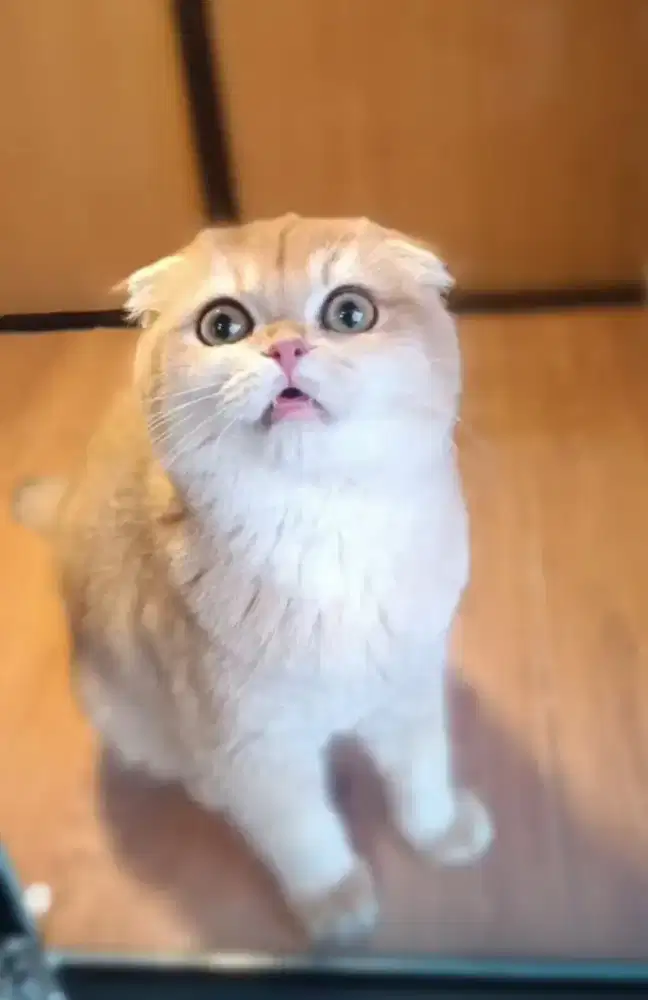 Kucing Scottish fold golden import Russia