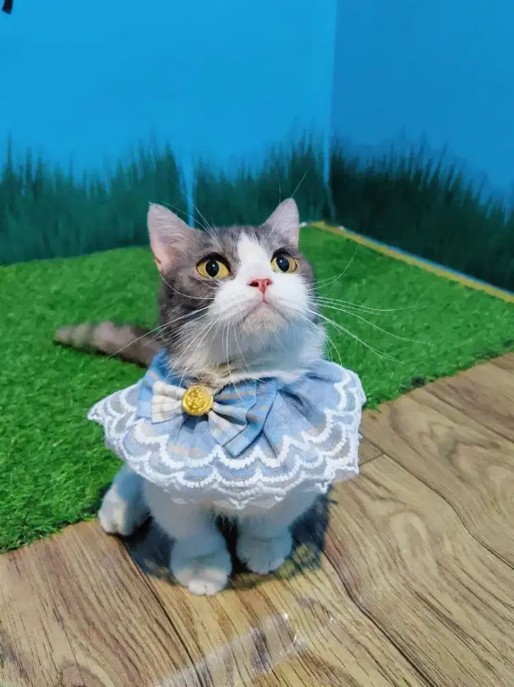 Munchkin BSH Indukan Betina Proven Motive Tabi