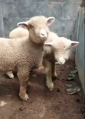 3 pasang anakan cempe domba merino 3 jantan 3 betina 4 bln exotik unik