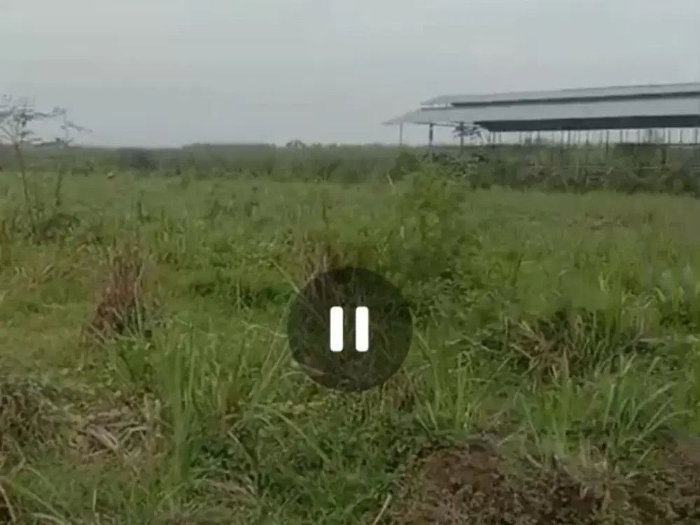 Dijual tanah murah peternakan kavlingan rata strategis Mojowarno, Jombang