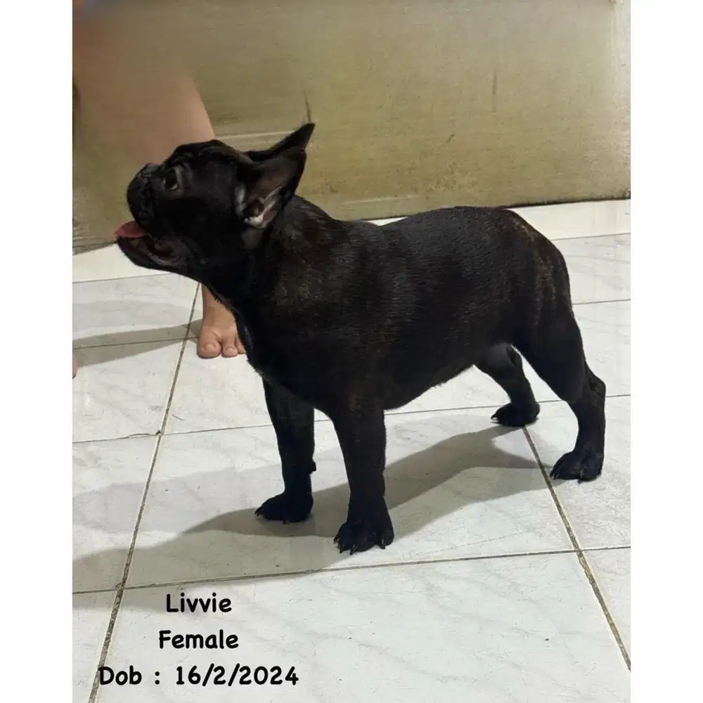Jual anjing Frenchie bulldoog