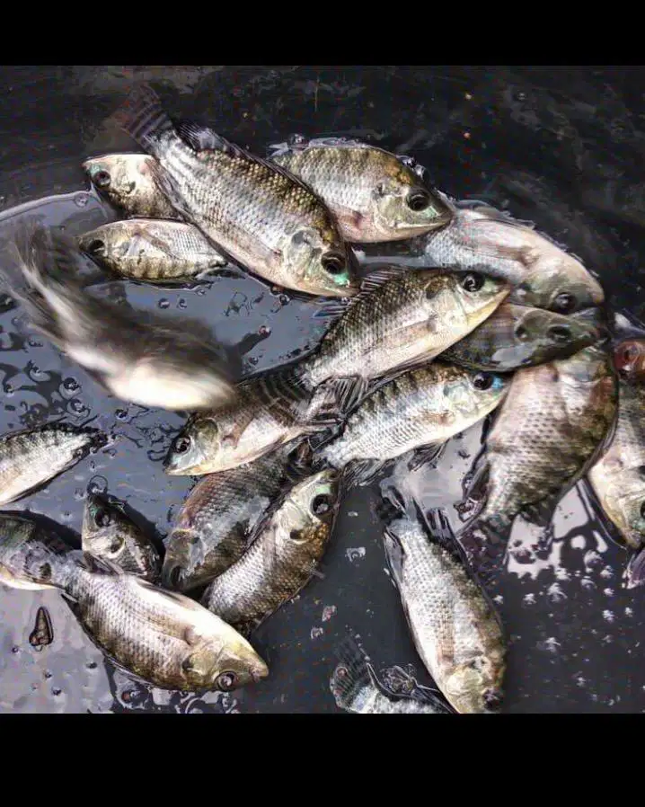 Bibit nila hitam min 100