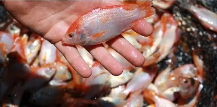 Bibit nila merah min100