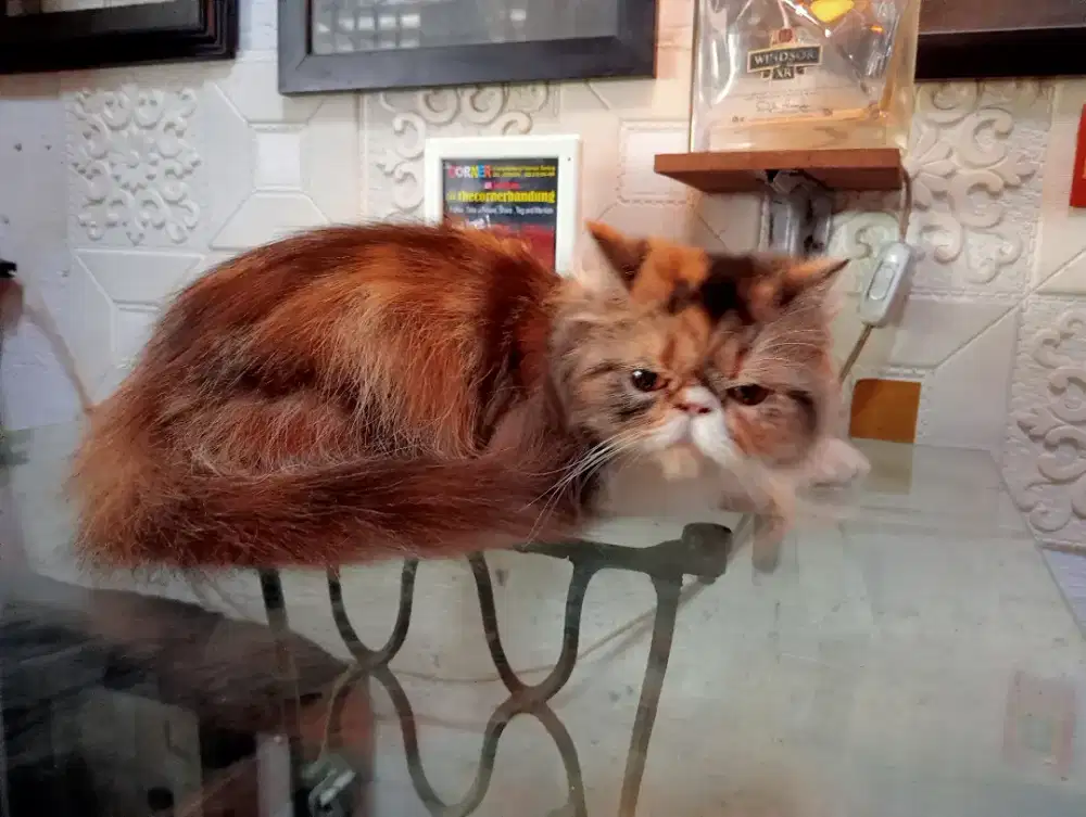 Persia Peaknose Betina