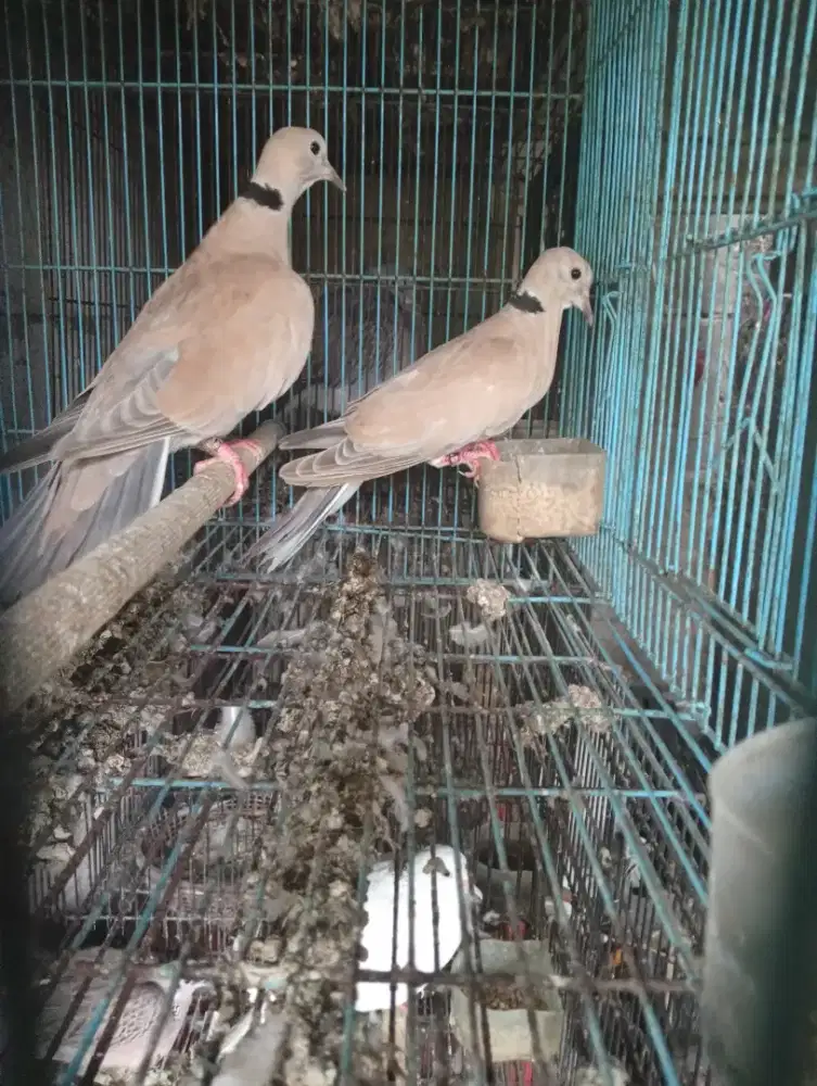 Puter pelung sepasang