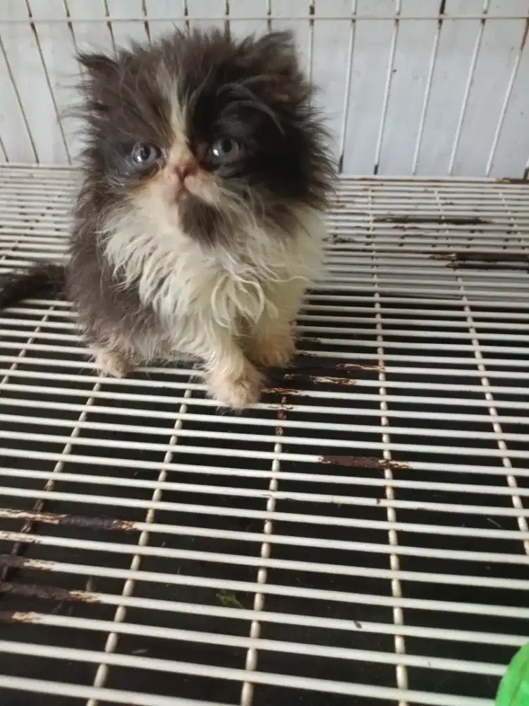 Betina peaknose hitam.putih